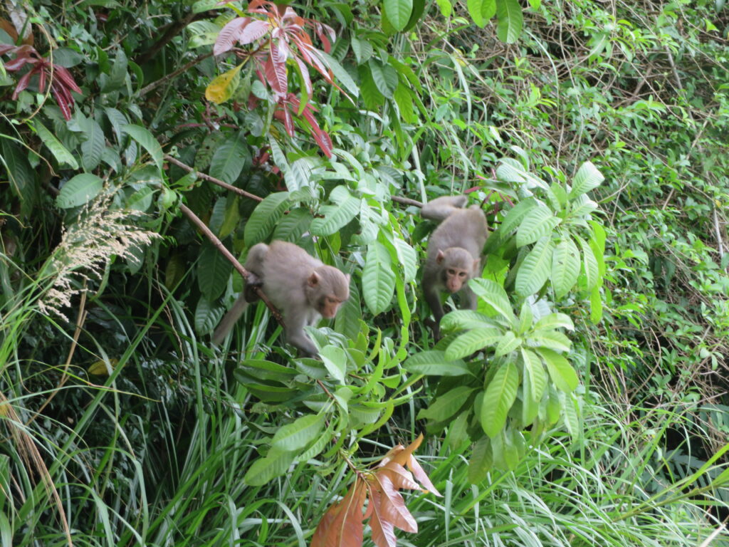 Cham Island monkey 2